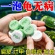 护龟片乌龟消毒片专治腐皮烂甲白眼病厌食净化水质正品 宠物消毒片