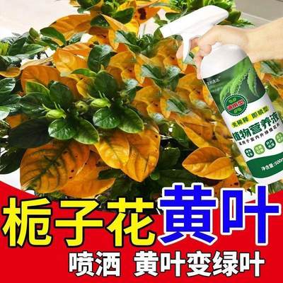 适合各种花的营养液栀子花专用肥掉花苞黄化病黄叶植物营养液家用