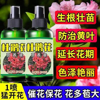 杜鹃花专用肥料催开花防黄叶干枯掉苞室内花草植物叶面喷施营养液