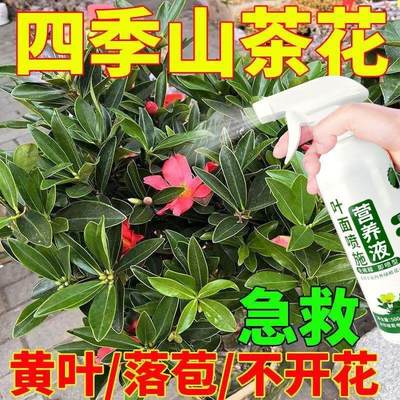 山茶花专用营养液免稀释直接喷急救黄叶落苞不开花催花保花延花期