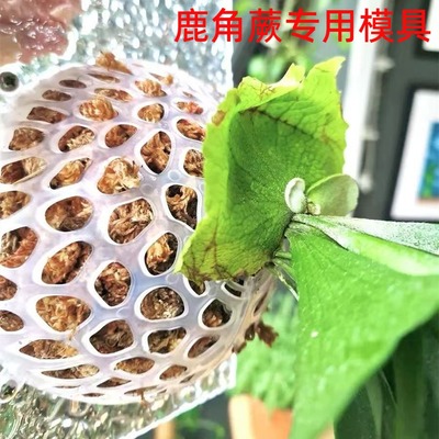 鹿角蕨模具种植罩兰花上板上墙固定罩悬浮球亚猴马圆爪哇银鹿二歧