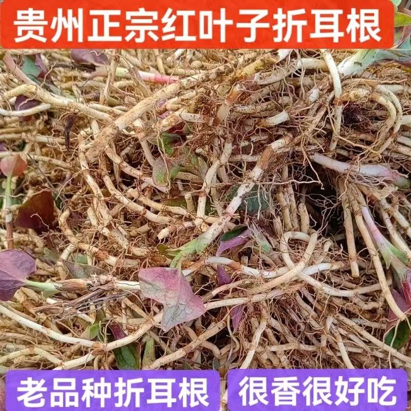 贵州特产现挖新鲜折耳根包邮