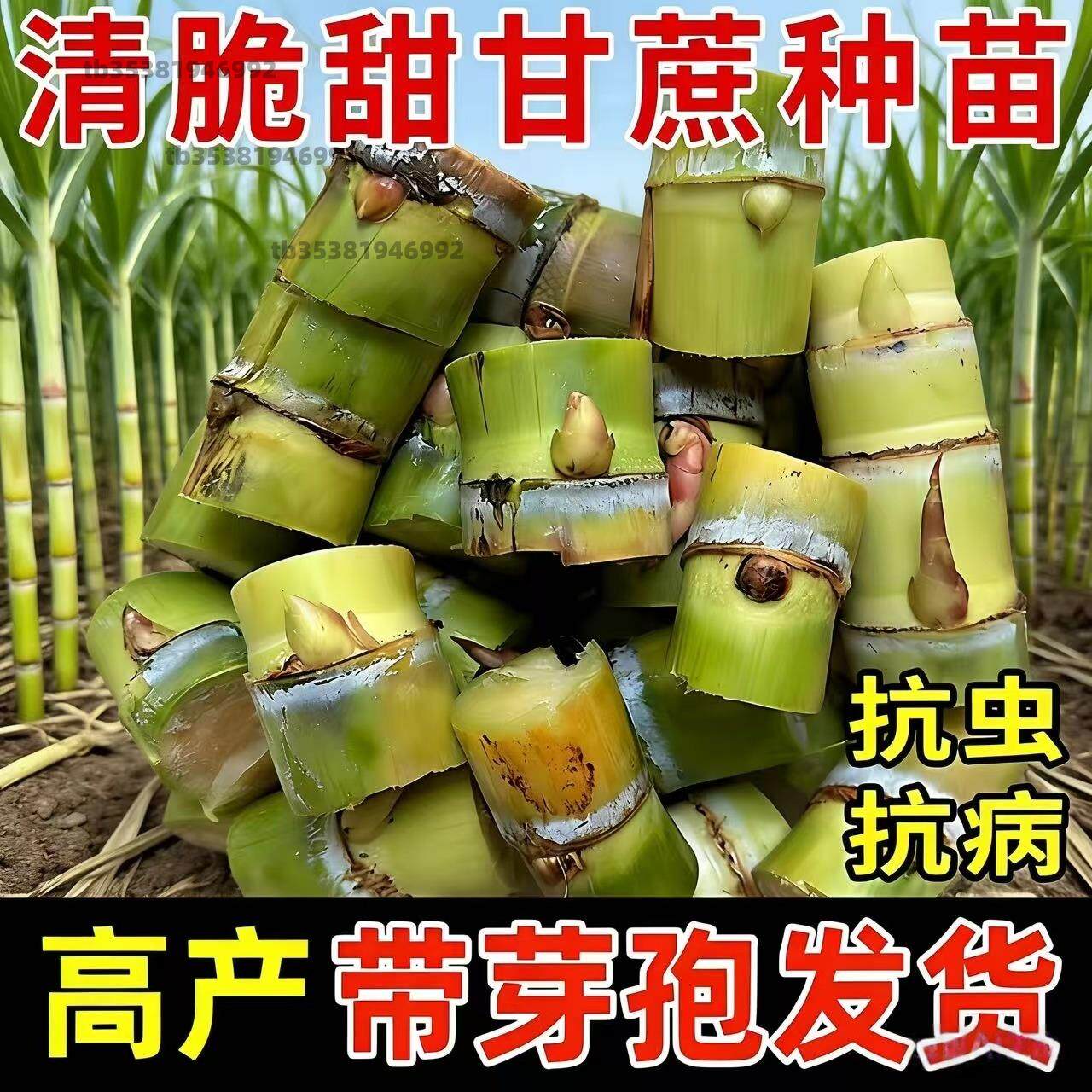 广西黑皮甘蔗苗种黄皮白玉特甜甘蔗种苗带芽种植苗黄金甘蔗苗种