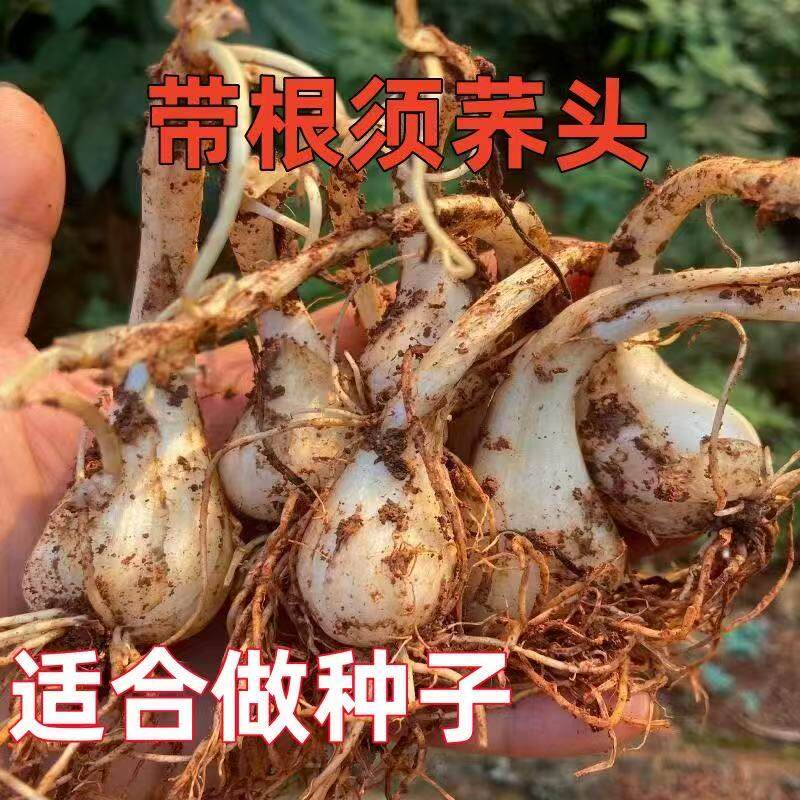 老品种藠头种子大个荞头江西茭头农家自种新鲜蔬菜现挖无叶教头