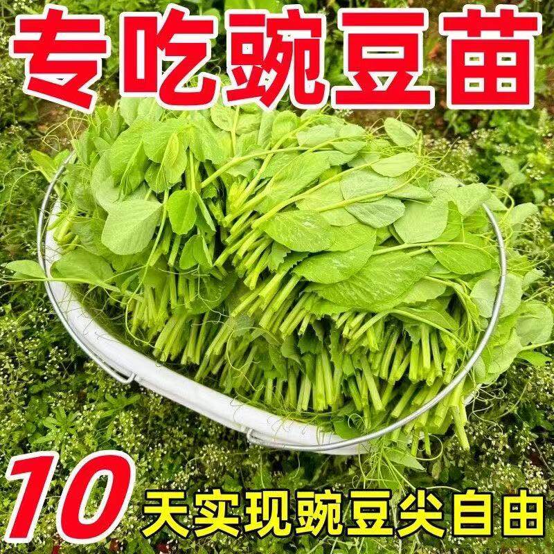 可连续多次采收秋冬无须豌豆尖种子专吃叶豌豆苗种籽新品