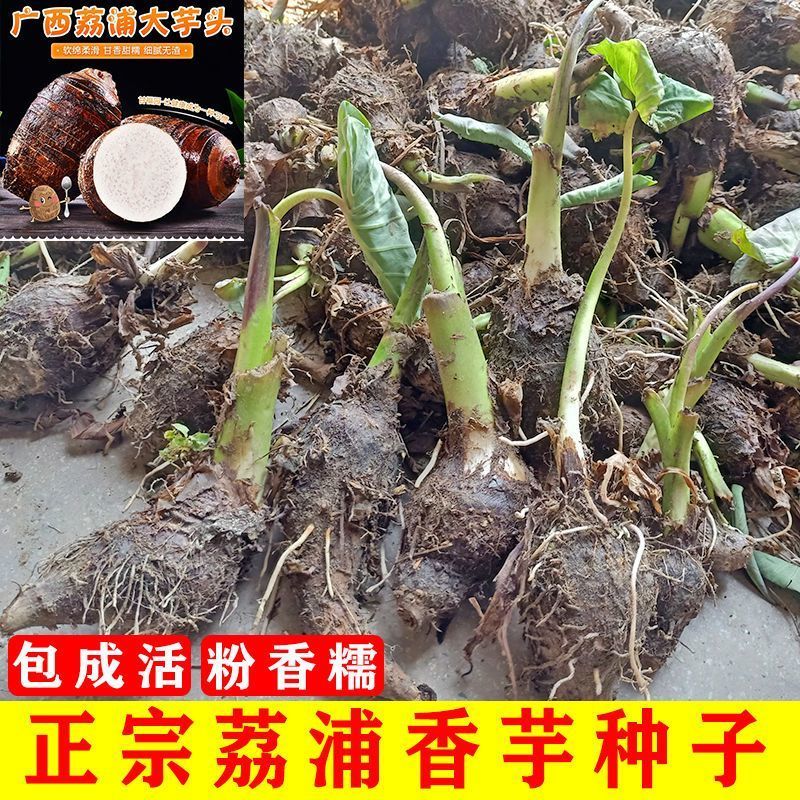 正宗广西荔浦芋头种苗大芋头种植苗槟榔紫藤香芋蔬菜种苗育苗图片