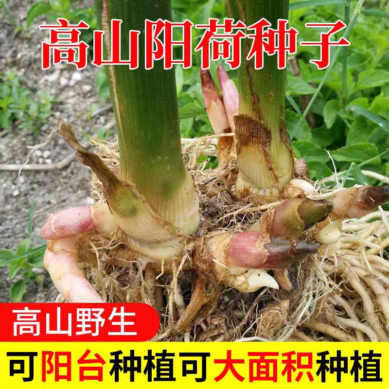 湖北恩施阳荷姜种子洋河姜根苗新鲜现挖农家种植阳台盆栽蔬菜