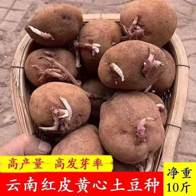 农家自种红皮马铃薯高产生土豆种子洋芋农家自种红皮马铃薯高产生
