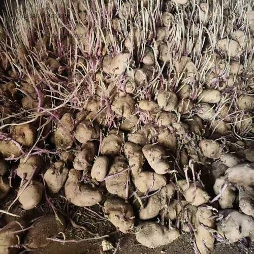 云南贵州品种干巴土豆老品种黄心干瘪洋芋马铃薯黑心干巴洋芋