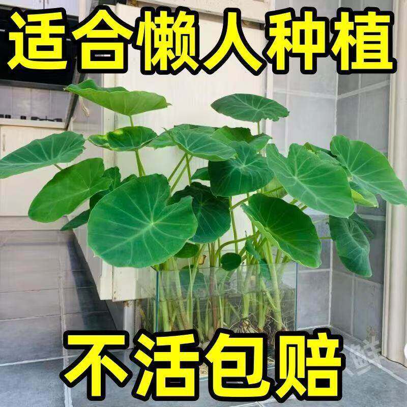 水培芋头懒人盆栽户外绿植鱼池净化四季常青北欧风沼泽养龟植物