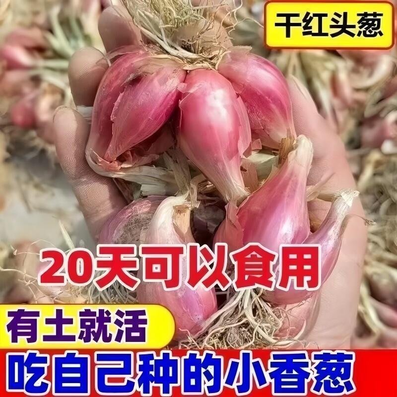 四川好养红葱头种头四季小香葱种子阳台盆栽带芽火葱头