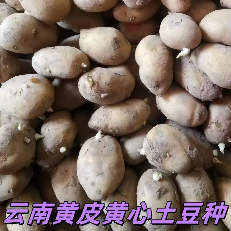 原种高产黄皮黄心老品种浙江大土豆种原种种籽孑种子马铃薯