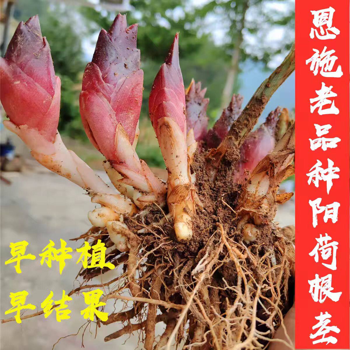 恩施阳荷根高山种植洋荷苗新鲜阳霍根现挖现发自家种坏包赔