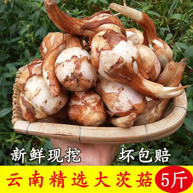 云南现挖大茨菇粉糯香甜包邮