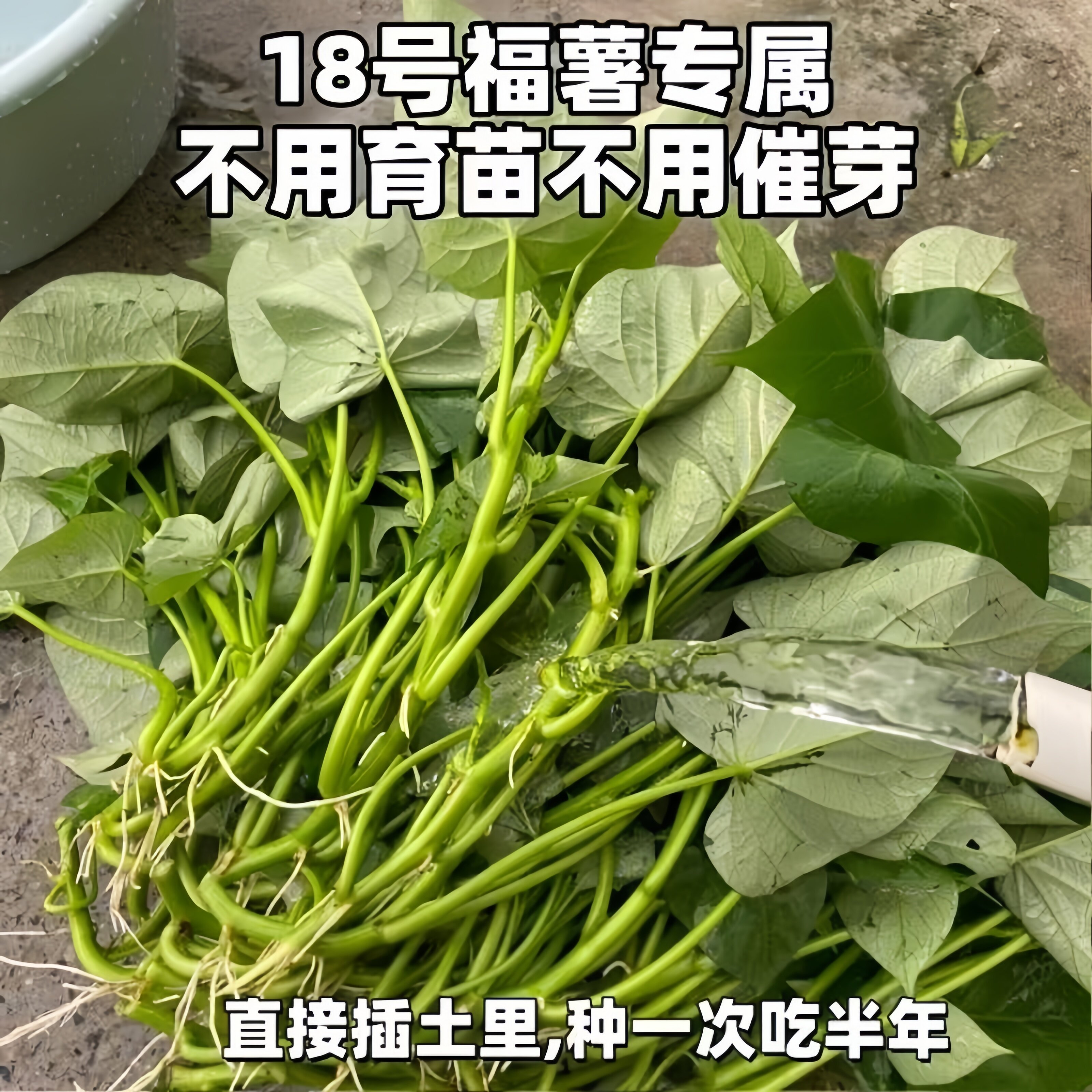 皇帝菜种植专吃叶子苗吃叶红薯苗台湾番薯种苗藤苗食叶型红薯叶苗