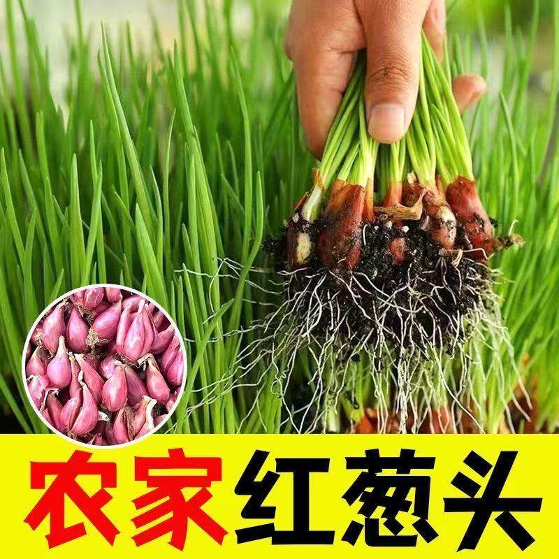 广东红葱头新鲜干葱头火小香葱子1斤10包邮农家现货可种