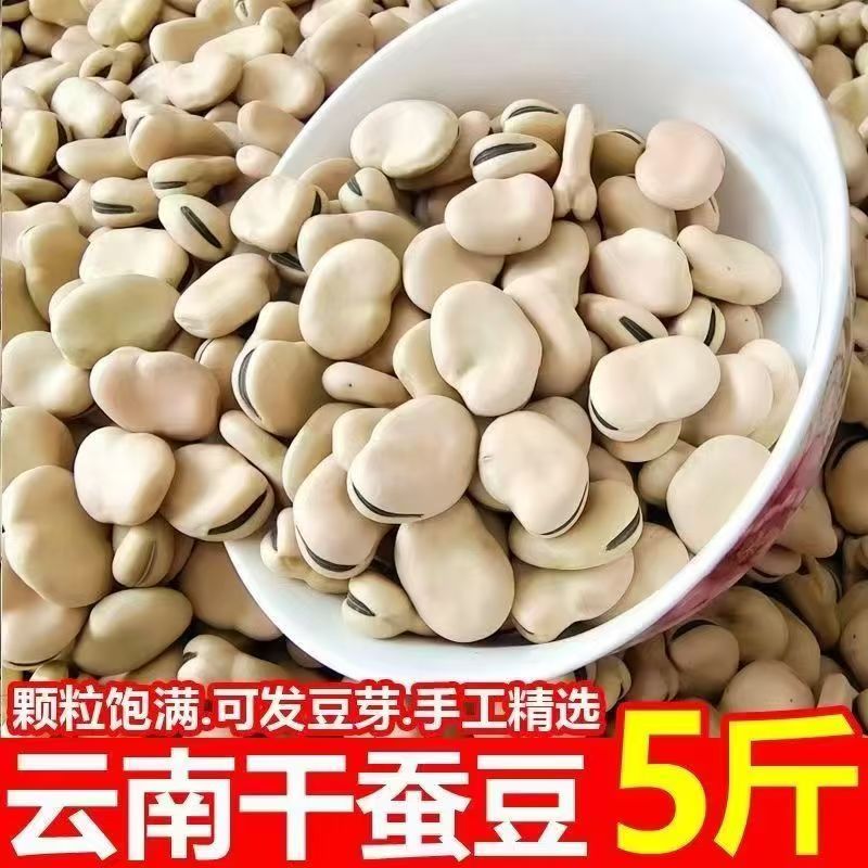 云南新鲜干蚕豆农家自种生蚕豆干胡豆罗汉豆五谷杂粮发芽精选白皮