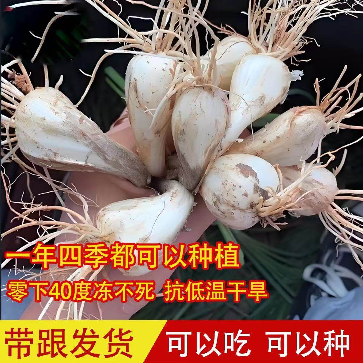 湖南藠头新鲜带叶茭头现发荞头农家藠头可做泡菜可栽种头种子鲜