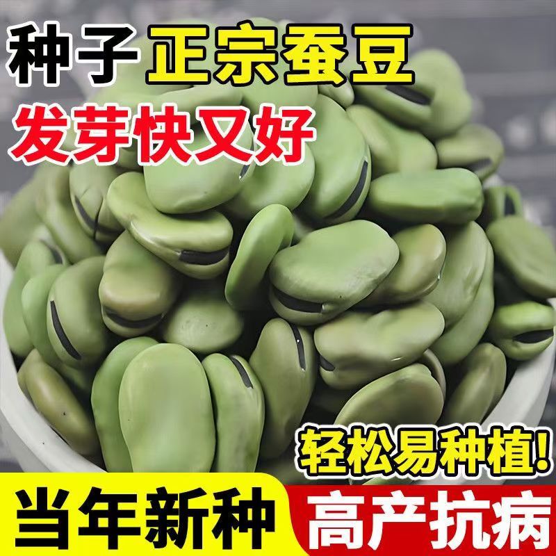 北斗七星蚕豆种子绿宝高产早熟耐寒大粒胡豆籽春秋冬播种蔬菜种子