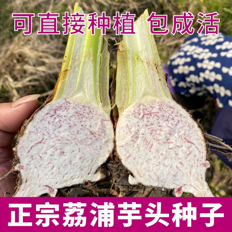【荔浦芋头种子】正宗广西香芋种子紫藤槟榔芋种植苗新鲜蔬菜种苗图片