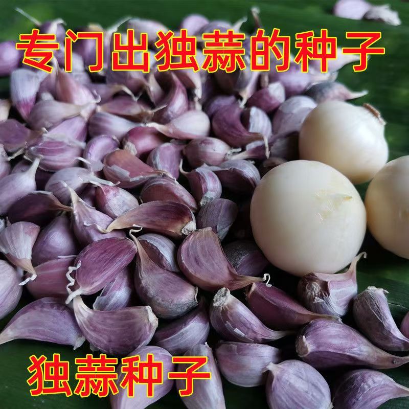 正宗紫皮独蒜种彭州独头蒜种籽红皮独子蒜一代原种川蒜新种可种