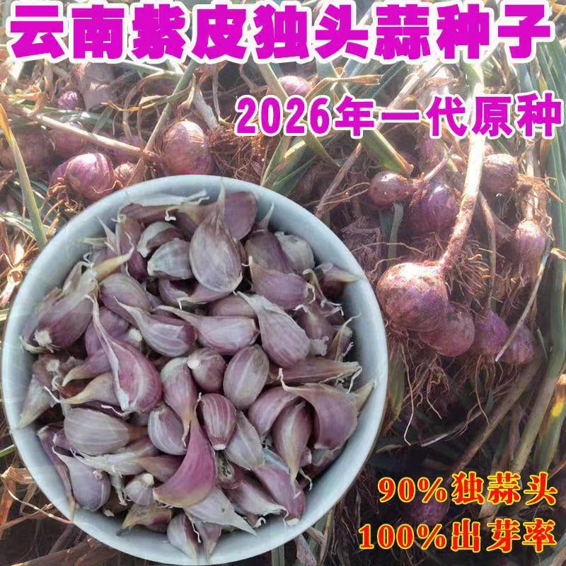 紫皮独头蒜种籽云南紫红皮大蒜种子独蒜种三丫蒜可种可吃新种