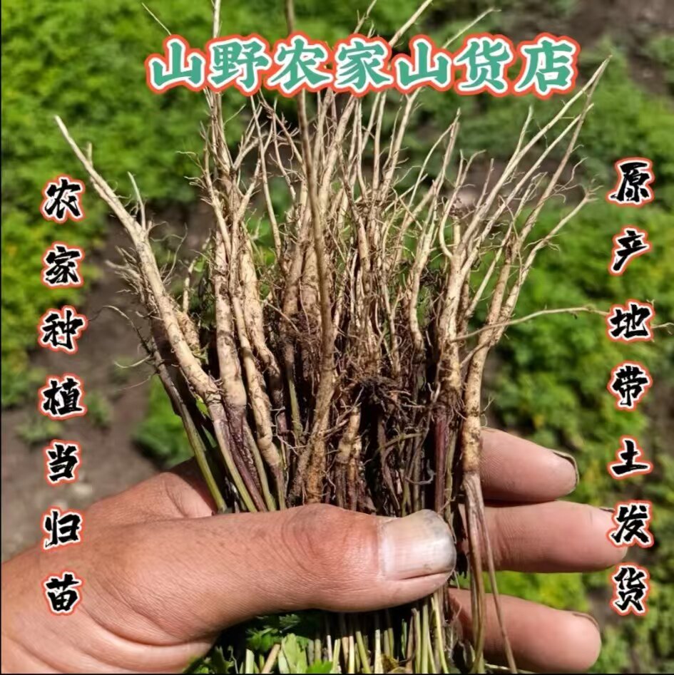 岷县农家精选党参苗黄芪苗当归苗正品新鲜可盆栽地栽现挖现发包邮