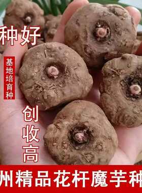 一二代花魔芋种子贵州正宗高产新鲜大个小苗魔域种可直接种植直发