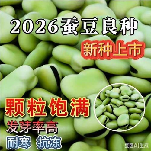 绿宝蚕豆种子七星高产简单易种早熟耐寒大粒罗汉豆春秋播种蔬菜种