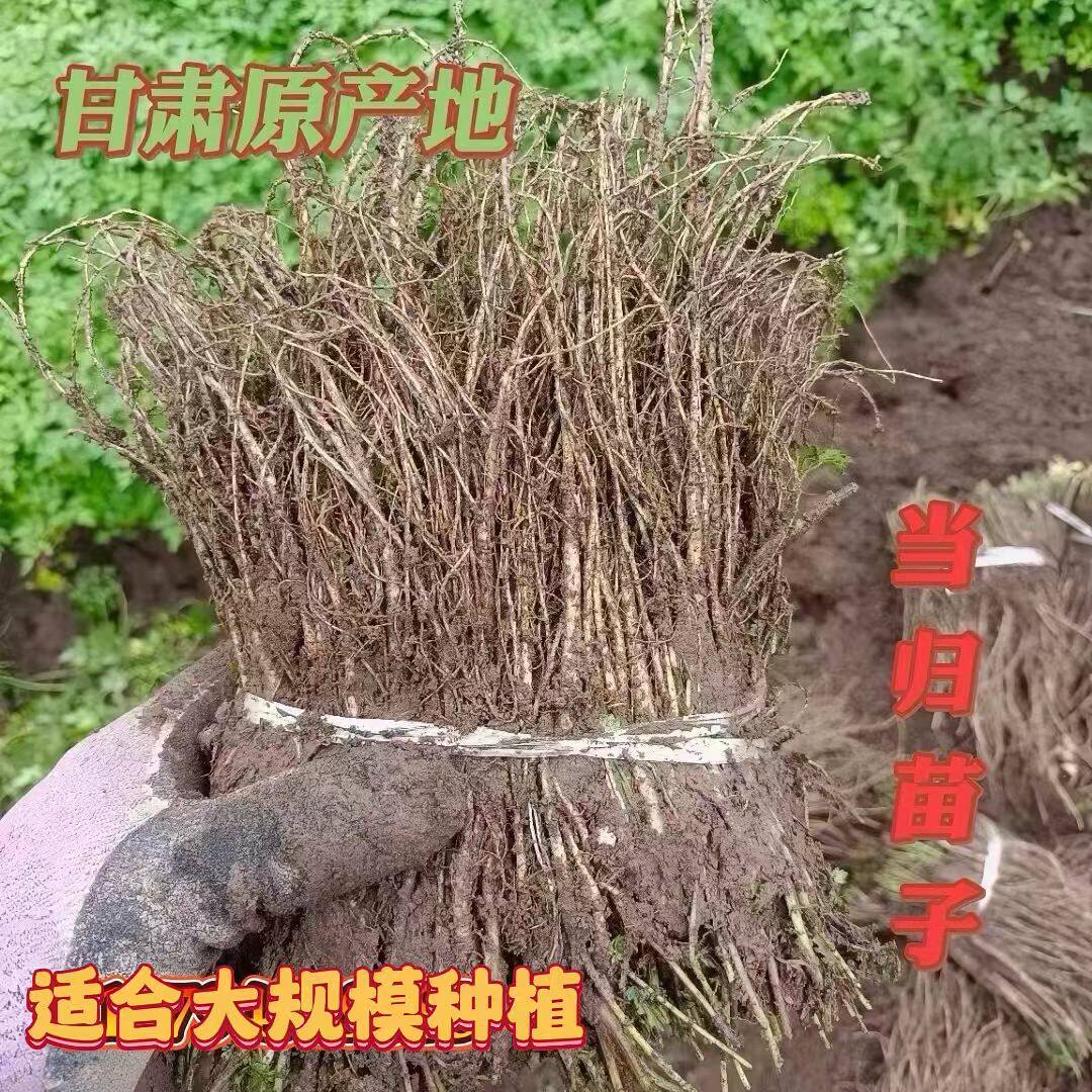 产地直发岷县当归苗黄芪苗党参苗黄芩苗农家精选新鲜现挖现发包邮