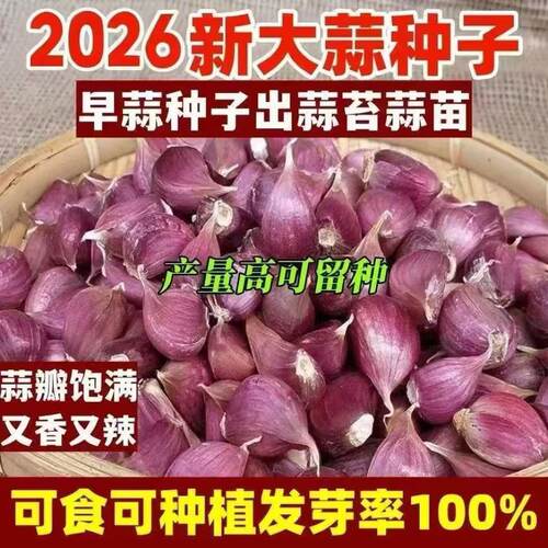 正宗金乡农家自种特早红皮大蒜今年新货紫皮香蒜瓣出蒜苔红根蒜苗