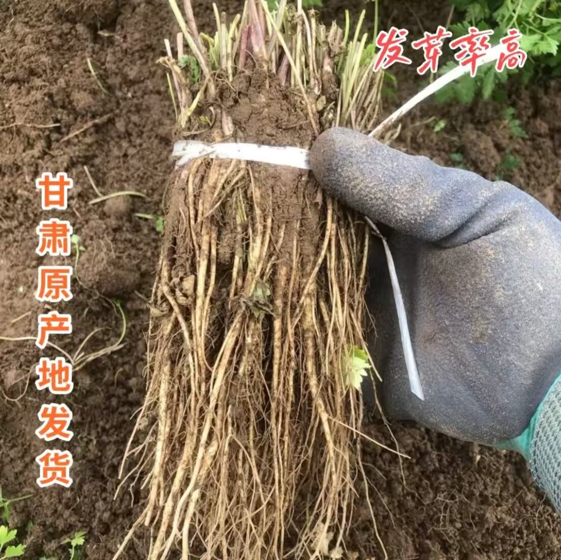 带土植株甘肃岷县当归苗黄芪苗党参苗红芪苗黄芩苗可盆栽地栽包邮