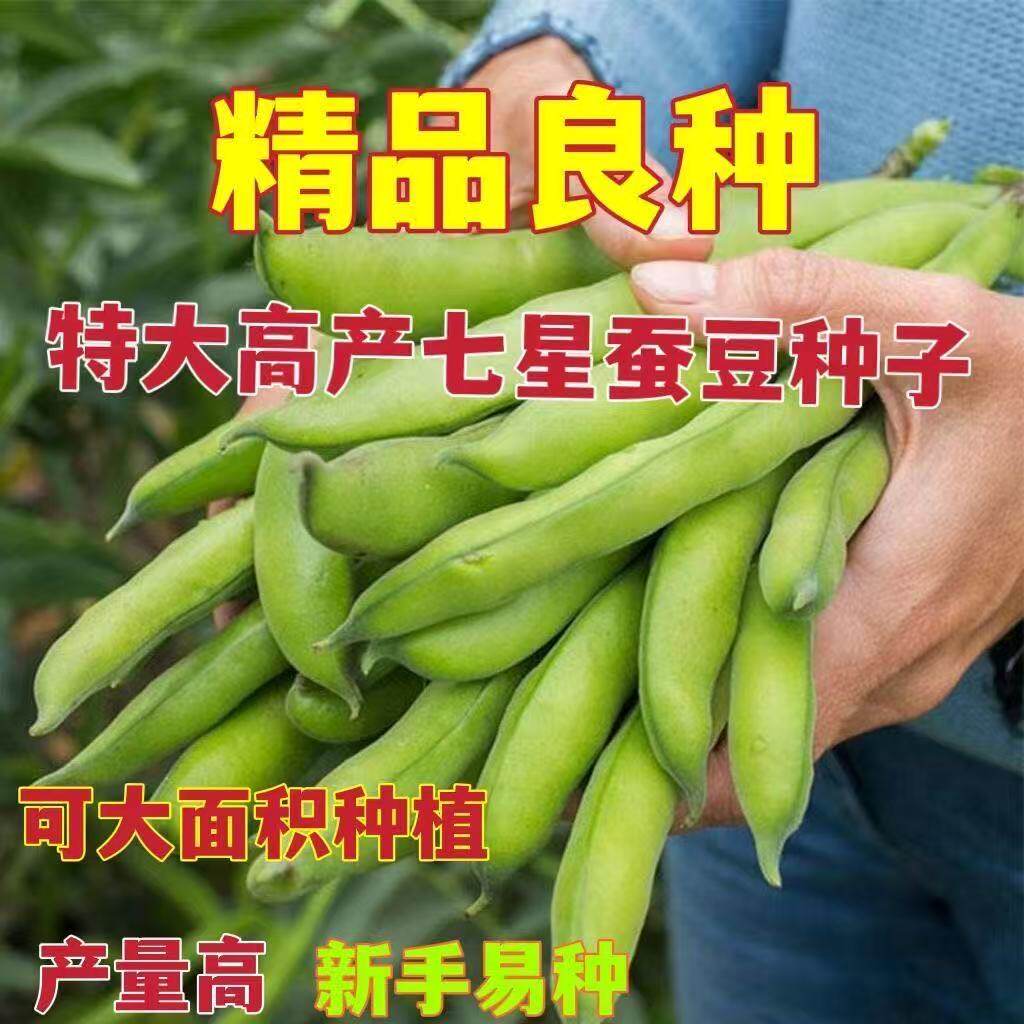 蔬菜种子大全批发新种糯米蚕豆高产耐寒早熟罗汉豆春秋播种胡豆籽
