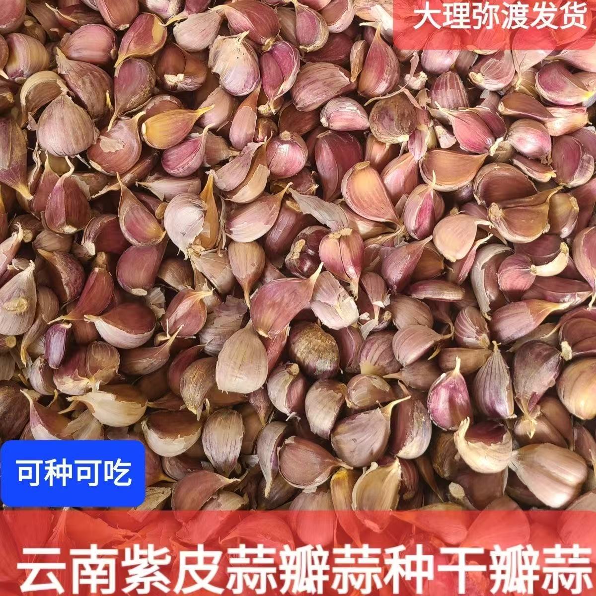 能抽蒜苔有蒜苗瓣蒜云南紫皮大蒜种籽四季阳台盆栽食用老红皮