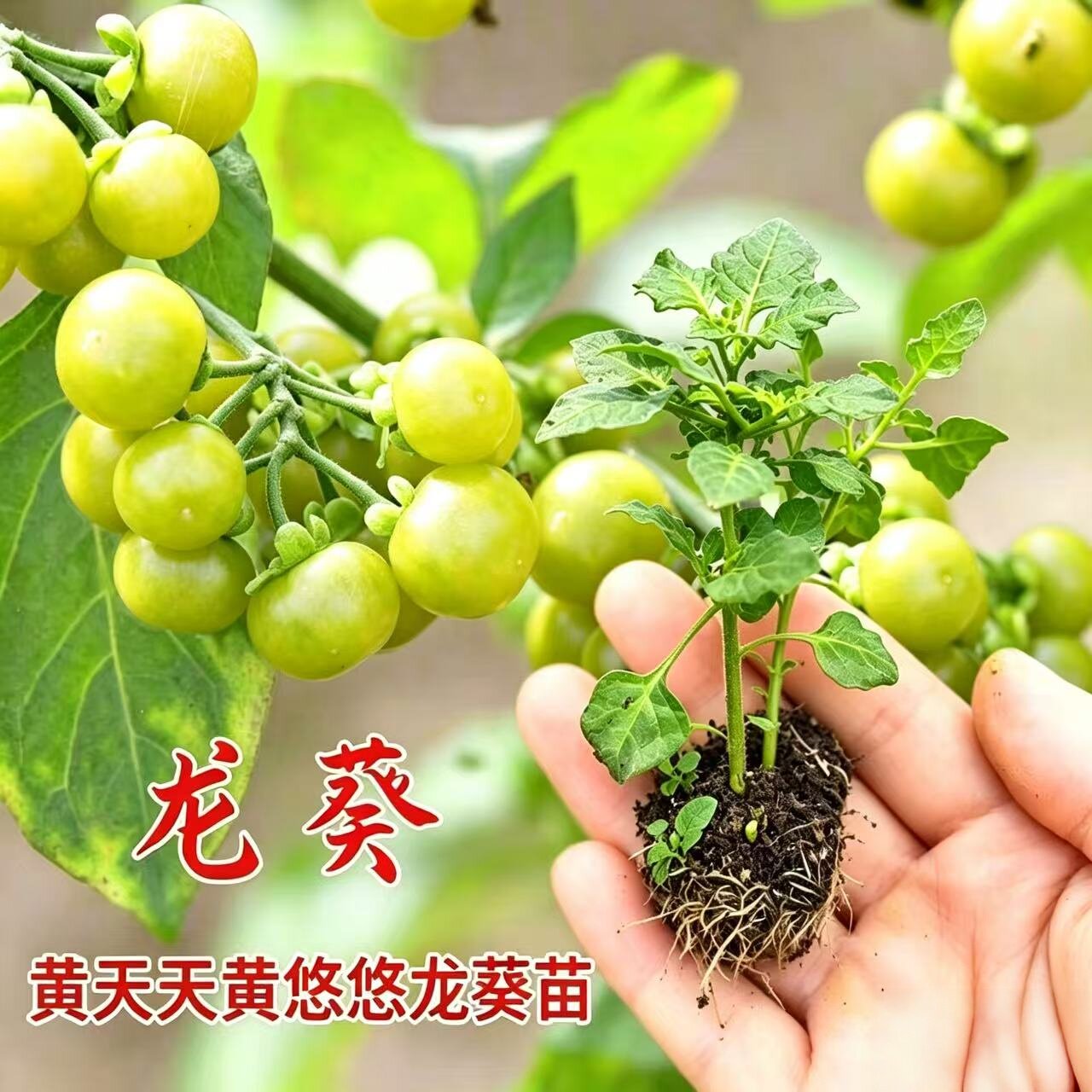 龙葵苗白花菜苗新鲜带根发货龙葵整颗黑悠悠黄天天黄悠悠龙葵果