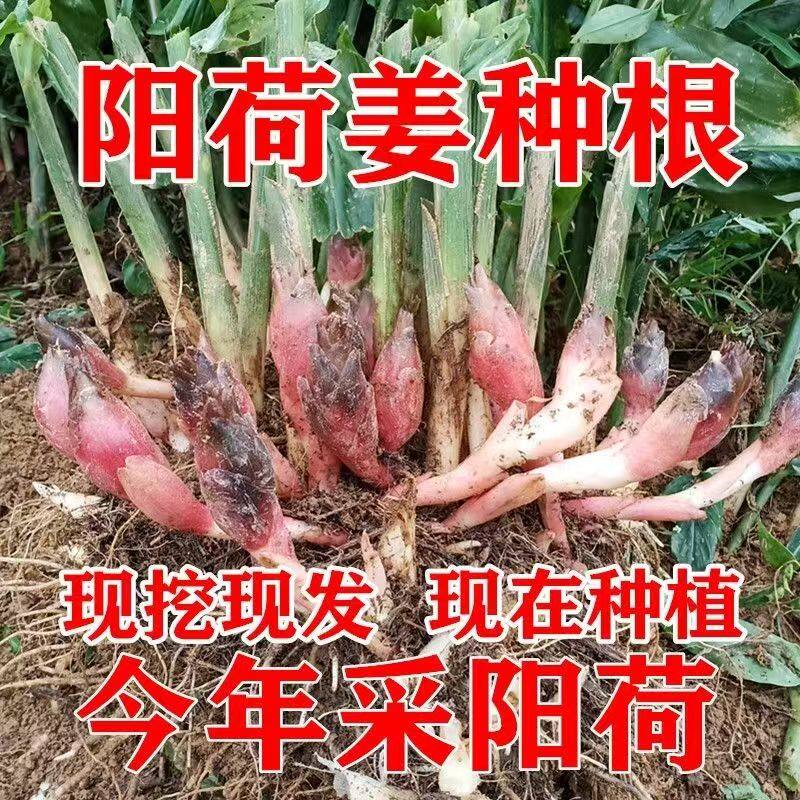 高山早熟阳荷姜根恩施洋河种根四季蔬菜阳台盆栽现挖种苗根