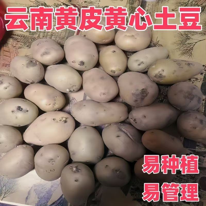 原种高产黄皮黄心老品种浙江大土豆种原种种籽孑种子马铃薯