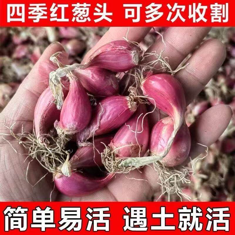 阳台小葱干葱头种籽优选四季火葱红头葱苗小香葱种新鲜