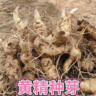 甜黄精种子鸡头黄精种芽新鲜黄精种植苗中药材种苗黄金苗黄精籽