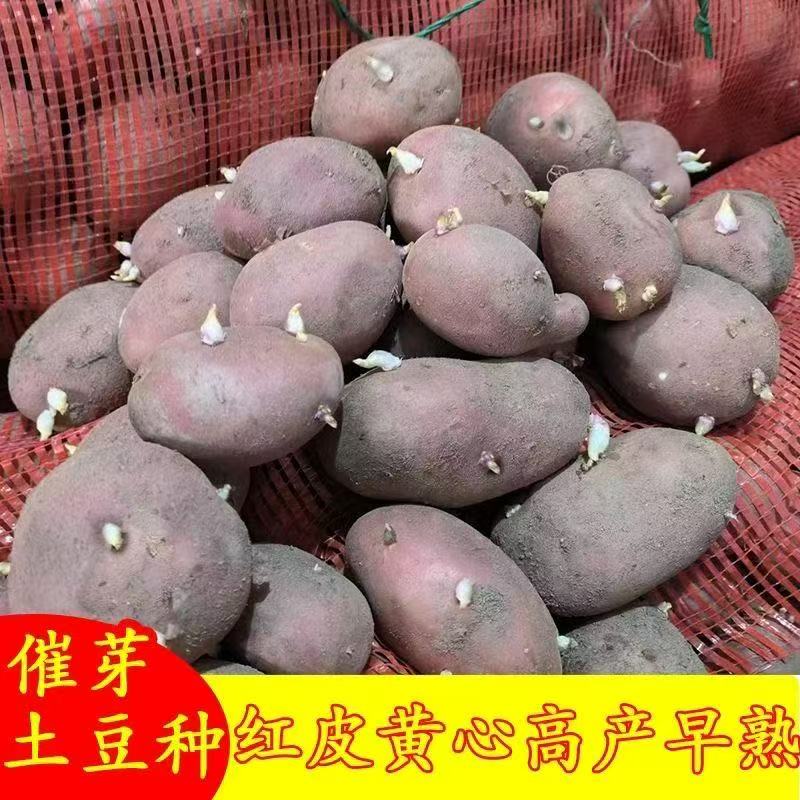 农家自种高产生红皮马铃薯土豆种子洋芋农家自种高产生红皮马铃薯
