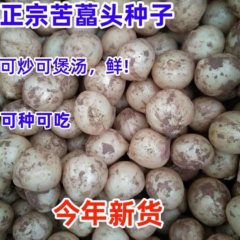 野葱种子苦蒜小根蒜薤白野生胡葱苦藠头一年生野菜种籽包邮