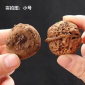 魔芋种籽黑杆花魔芋一代高产种子脱水消毒基地直供高成活率魔芋