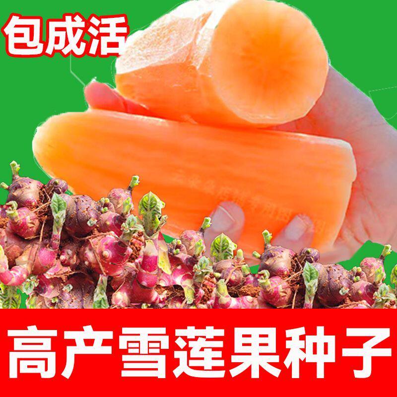 雪莲果种子云南正宗雪莲果种苗种球新鲜现挖现发黄心红心雪莲果种