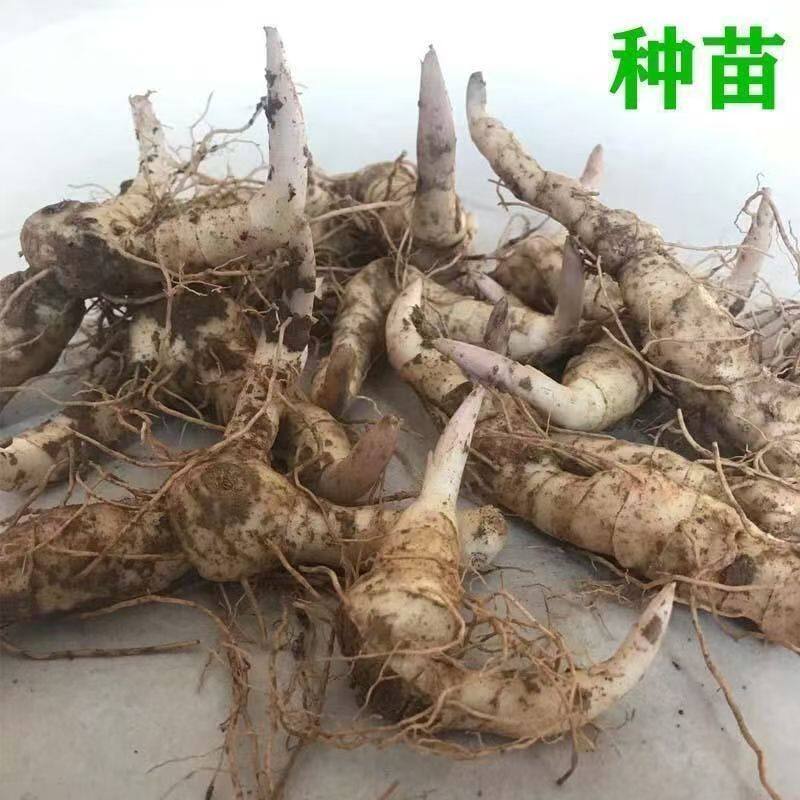 易成活多花姜型鸡头甜黄精野黄精新鲜现挖中药材黄精种植苗图片