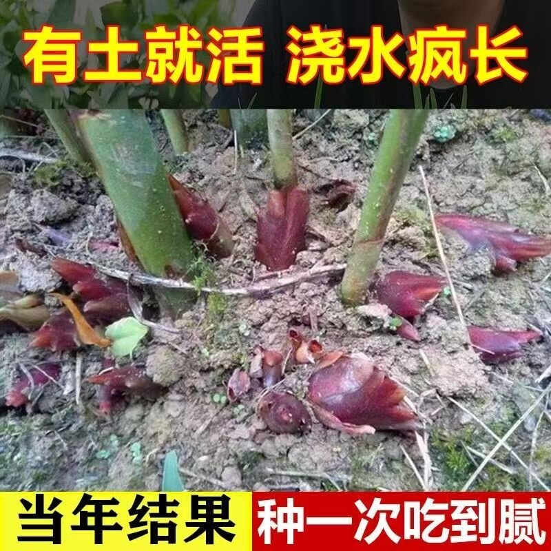 洋火姜根新鲜现挖阳荷种苗洋河农家易种蔬菜种阳荷姜种根苗