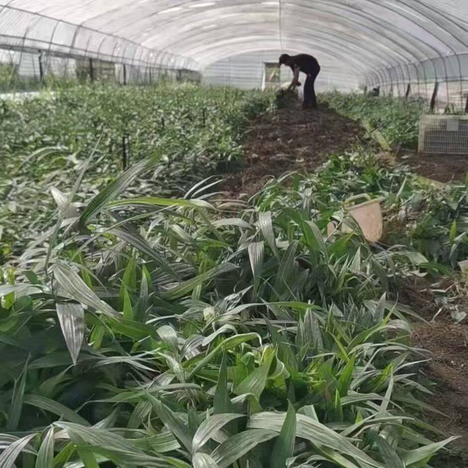 黄精种植苗四川姜型多花甜黄精老虎姜种子中药材苗不倒苗种苗图片