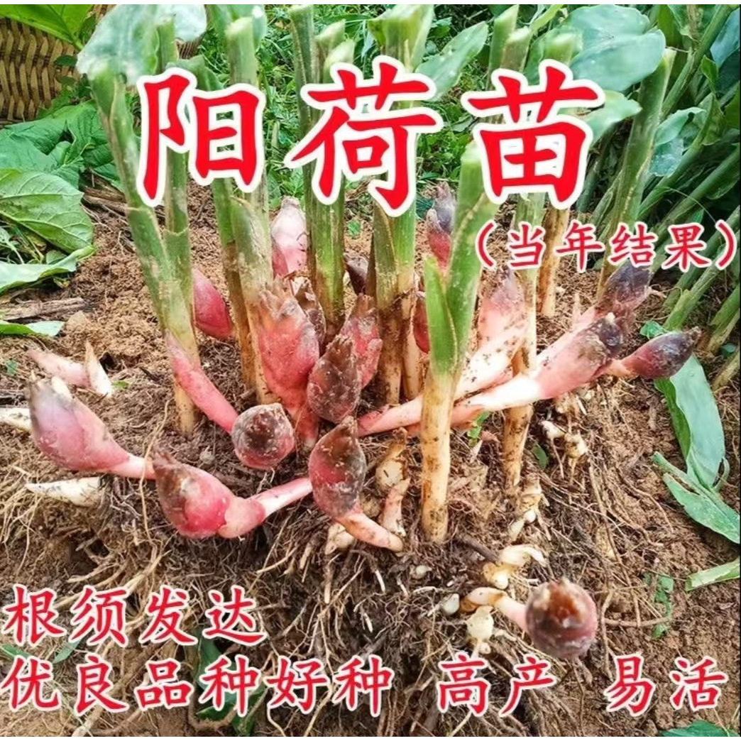 紫色阳荷姜根茎庭院普通田地山林栽培洋火洋荷新鲜根洋荷姜种根