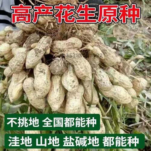 矮杆薄壳花生种子2025 农科院高产抗病 大粒带壳原种批发新品种