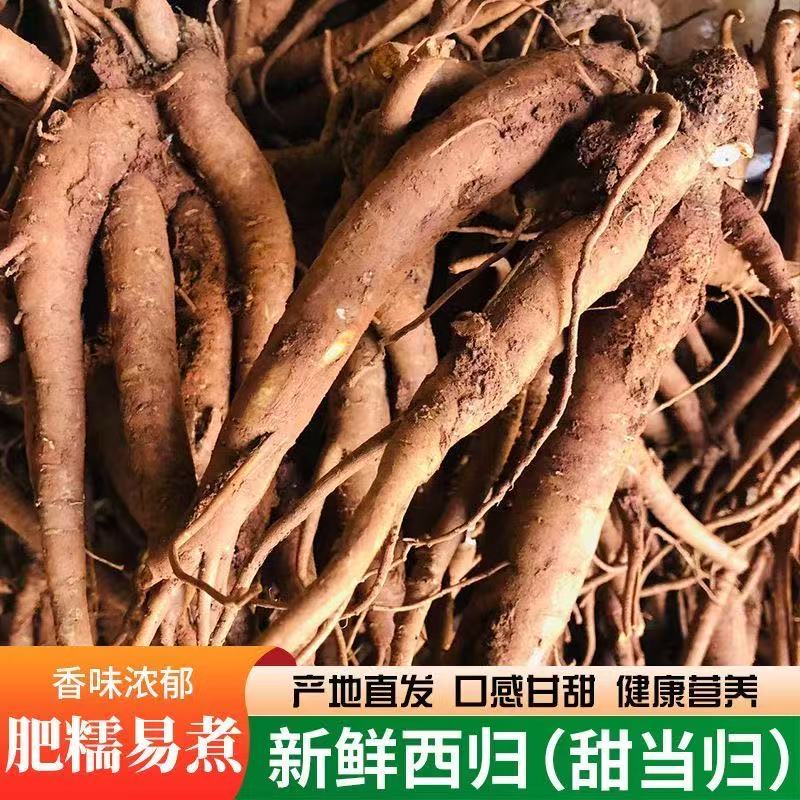 云南新鲜甜当归西归现挖芹根整根散装独角归5斤包邮药膳火锅中药