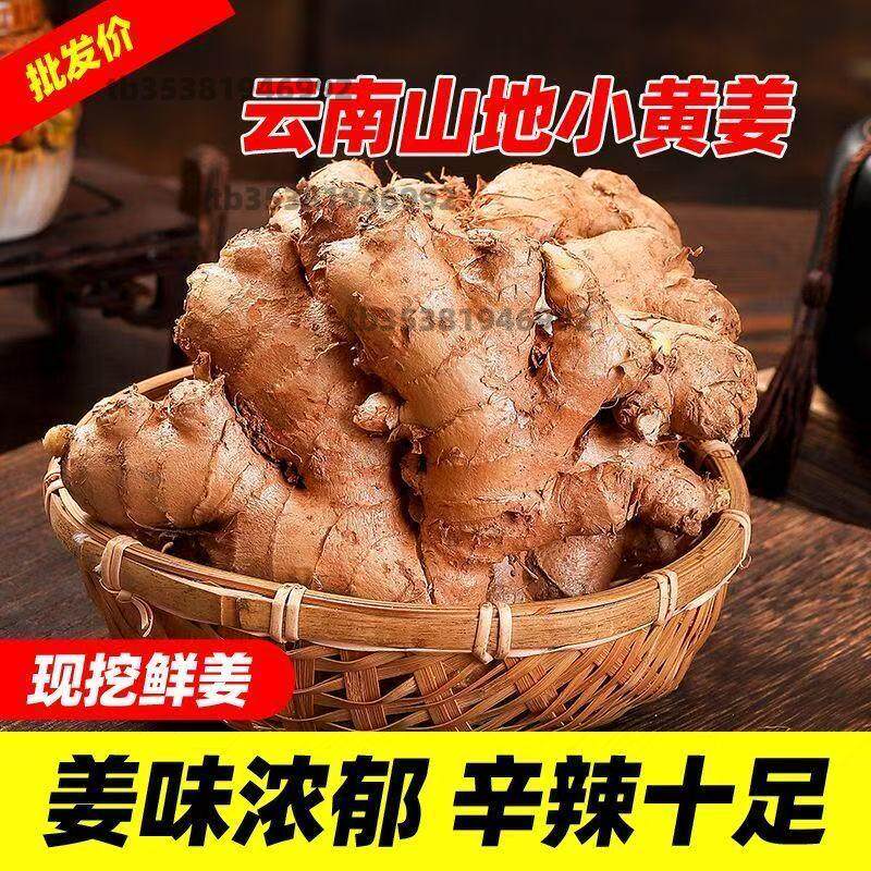 云南小黄姜老姜生姜新鲜黄姜土姜现挖子姜嫩姜鲜姜农家自种直发